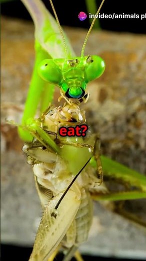 praying mantis: the ultimate predator