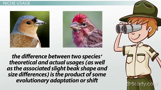 Character Displacement | Definition & Hypothesis