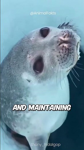 How Seals Breathe: The Secret of Their Underwater Survival 🦭