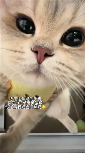 Not full not full #Dad Cat s kitchen#Puff cat food#The Christmas chicken pot has been shak