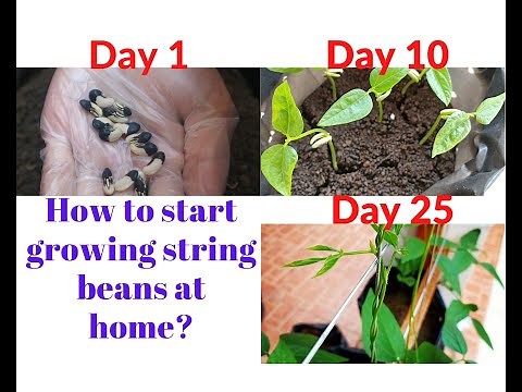 How to start growing string beans (sitaw) at home?