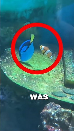 He found the REAL LIFE finding NEMO🐠😱