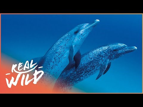 The Incredible Life Of Dolphins | Changing Seas | Real Wild