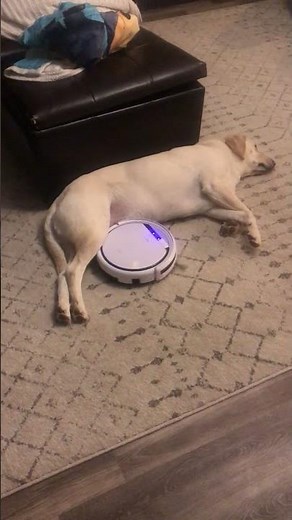 Robot Vacuum Cleans Around Unbothered Labrador