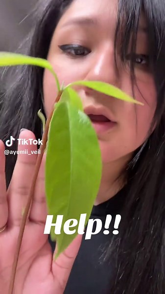 Tell me everything you know about #avocado seeds lol idk I did this for fun and now it’s real!!!! #plantsoftiktok #avocadotree #fyp