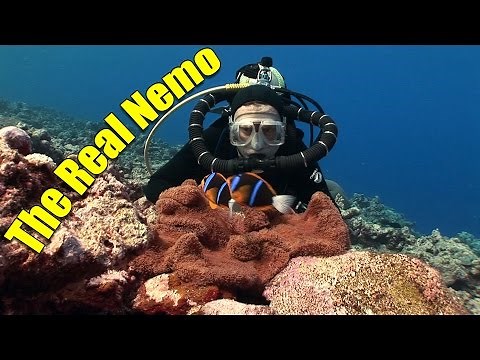 Anemonefish and Clownfish: The Real Nemo (HD) | JONATHAN BIRD'S BLUE WORLD