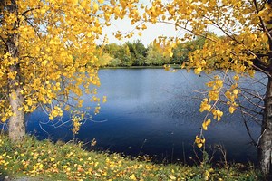 What Kind of Seeds Does a Poplar Tree Have?