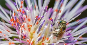 Red Spider Mites: How To Deal With Them And Protect Your Plants