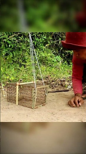 Mouse Trap Bird Trap | Primitive Survival Idea 🪶🌿
