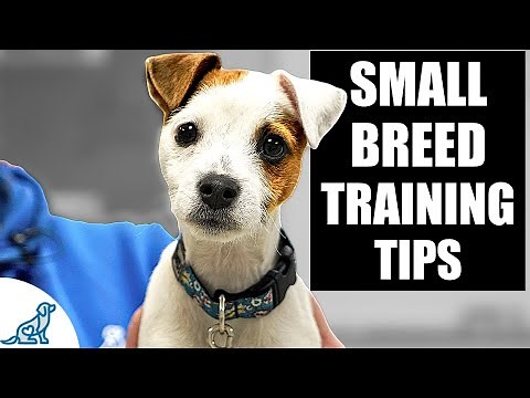 5 IMPORTANT Tips For Small Breed Puppy Training!