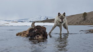 Wolves are tricky to study, but for his first National Geographic assignment photographer Ronan Donovan captured this incredible footage. http://on.natgeo.com/1rG5i5v | National Geographic History