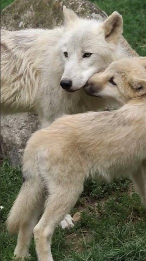 Fun Facts About Wolves - Wolf Fun Facts