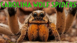 In this educational video, we dive into the fascinating world of the Carolina Wolf Spider (Hogna carolinensis), one of the largest species of wolf spider in the USA. Explore its unique characteristics, behaviors, and habitat, as we unravel the mysteries surrounding this impressive arachnid. From its hunting strategies to its role in the ecosystem, discover why the Carolina Wolf Spider is a remarkable creature worthy of our attention and respect. Join us on this captivating journey as we shed lig