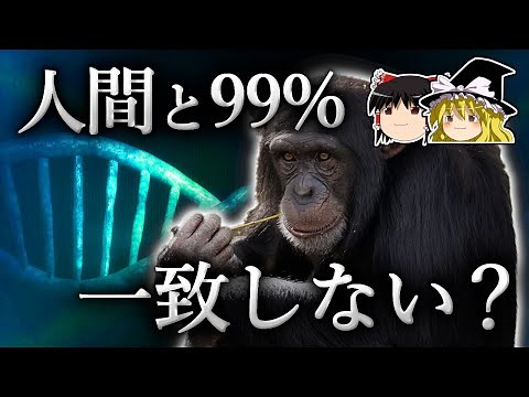 人間とチンパンジーのDNAは、本当に99%一致しているのか？【ゆっくり科学】