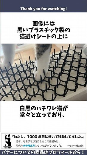 Trivia about cats that calmly stand on the spikes used to deter cats #trivia