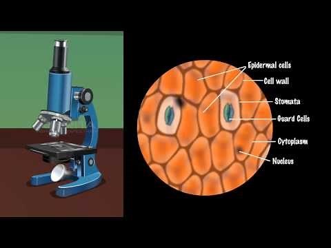 Demonstration of Stomata on a Leaf Peel - MeitY OLabs