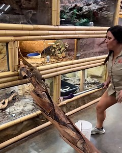 It's feeding time for this quick lizard! 😅🦎 | MetDaan Makeup