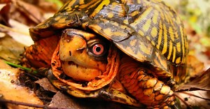 Box Turtle vs Snapping Turtle: What Are The Differences?