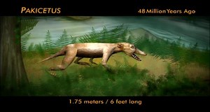 Evolution of Whales Animation