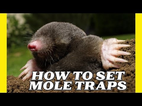 How to Set Mole Traps