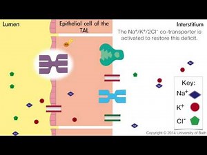 How loop diuretics work