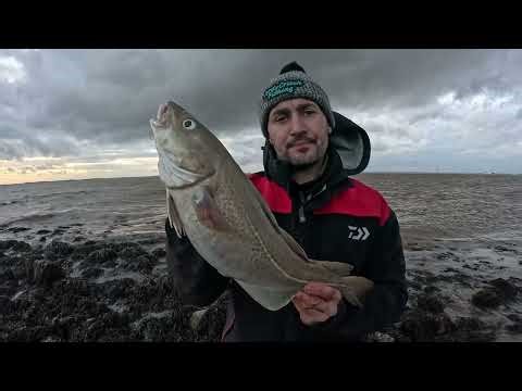 What a start to the cod season! - River Humber - Catching codling - October