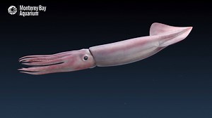 41K views · 1.1K reactions | Ah, so that's how it works! #CephalopodWeek | Monterey Bay Aquarium | Facebook