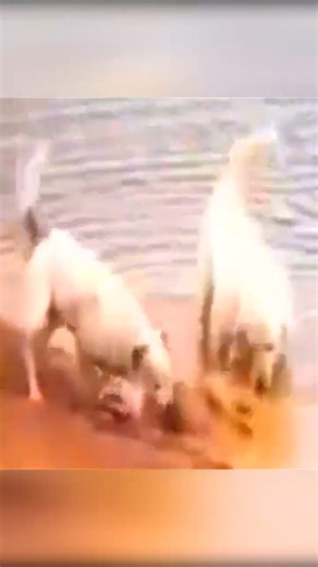 Wolfhounds attacked a wolf #dogs #wolves