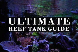 Ultimate Reef Aquarium Setup Guide (2023 Edition) - Hackers' Reef