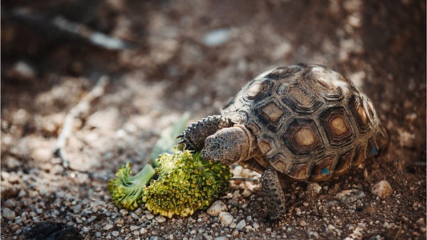 Watch Out For Shells! Meet America's Military Tortoises