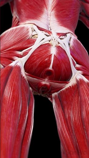 Female Pelvic Floor | 3D Anatomy Animation