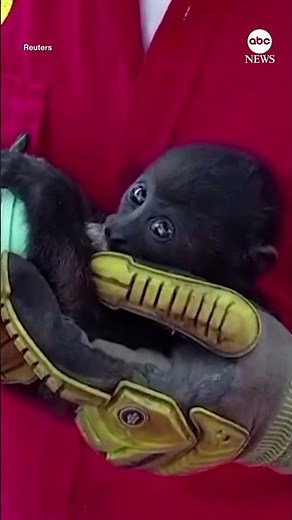 Howler monkeys are dying in southern Mexico amid nationwide drought and heat wave