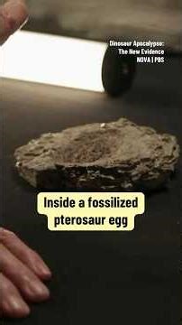 Inside a fossilized pterosaur egg 🥚 #fossil #archaeology #davidattenborough