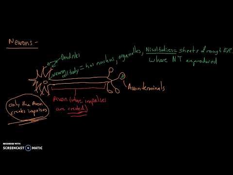 Anatomy & Physiology: Neuron anatomy and Axonal Transport