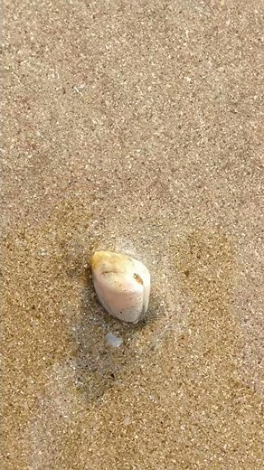 How Clam move in the sand of ocean