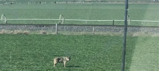 Modoc County Sheriff shares wolf sighting warning - KOBI-TV NBC5 / KOTI-TV NBC2