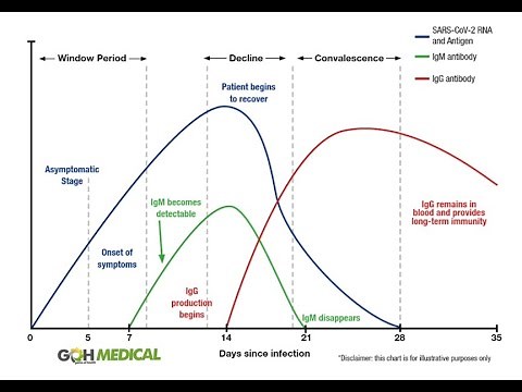 Antibody tests explained - IgG IgM