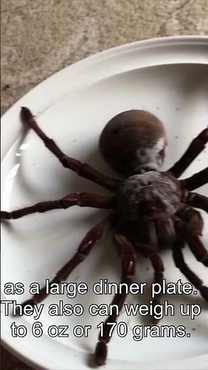 🕷️ Exploring the Goliath Bird-Eating Tarantula: Nature's Giant! 🌿🌏