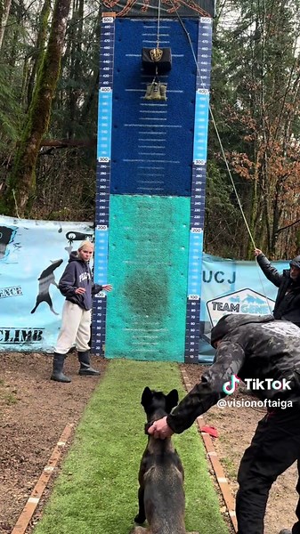 Flying malinois ✨ Fun quest 1 #belgianshepherd #malinois #wallclimb #ucj #wallclimbing