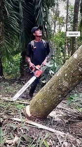 Precise Tree Felling Cut at the Base