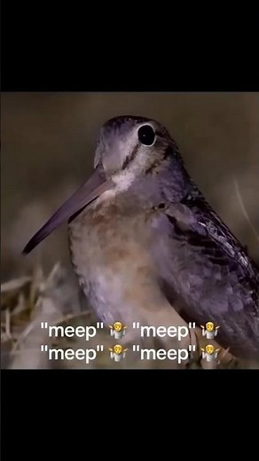 Meep 🤷🏻‍♂️🤷🏻‍♂️ American Woodcock #america #bird #woodcock #meep #cute