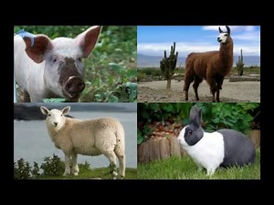 Learn Animal Sounds