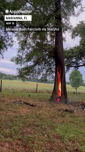 Holy smokes! This tree was seen burning from the inside out after being struck by lightning. ⚡️🌳 | AccuWeather
