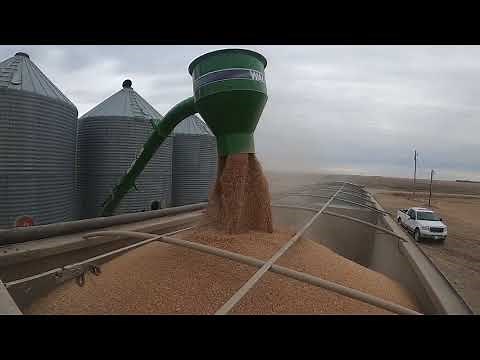 Walinga Agri-Vac 6614 Vac'n Wheat in Manitoba.