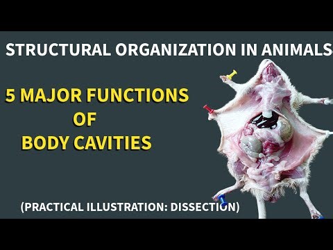 Structural Organization In Animals (Chordates): Five Major Functions Of Body Cavities