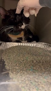 20K views · 619 reactions | TRANSFERRED TO CARE URGENT - NECK ABRASION, NEEDS FOSTER. FRITZ - A292746 Male / age not noted Stray/Field 4730 W Jackson Blvd Intake 5/2/25 Video - Fritz came in because they found a large abrasion on his neck. The vets cleaned up and wrapped him up an he is ready to finish his recover in foster. Animals in this profile might be available for rescue or adoption from Chicago Animal Care and Control | CACC Cats | Facebook