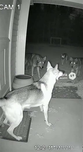dog vs 4 Wolves | Real CCTV Night Attack | Ultra-Realistic 4K Footage #dollar #omg