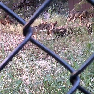 We've been keeping a secret! (or 7?) In the spring we had two litters of critically endangered American Red Wolf pups born! 🐺Our first litter was born on April 17th with 3 pups, and our second just a few days later on April 19th with 4 pups. 🐺These two births are incredibly important as there are only 20-22 estimated Red Wolves left in the wild in eastern North Carolina. As part of the Red Wolf program, we are trying to do all we can to prevent this amazing species from going extinct. 🐺All th