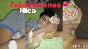 16 reactions | NICO es un gatito que dimos hace un año a una hermosa y muy responsable familia‍‍‍que lo ama y cuida Queremos felicitarlos por tenerlo en excelente estado | Adopción Animal Guayaquil - AG | Facebook