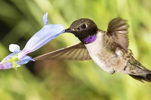 Discover the Black Chinned Hummingbird: Identification Guide and Where To Spot One